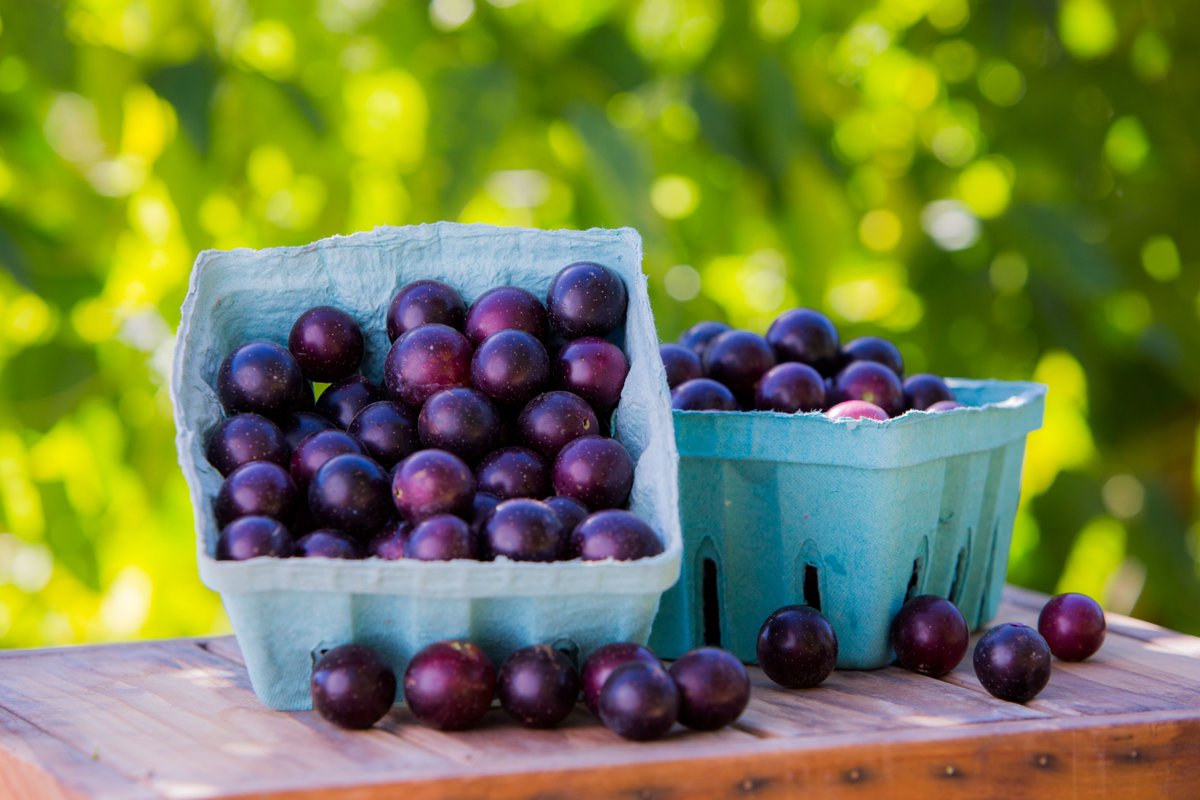 Apricot Lane Farms (apricotlanefarm) Twitter