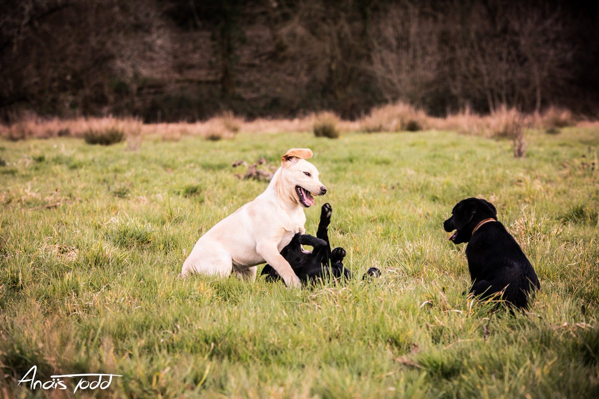 ChiensGuidesCO's tweet photo. On profite du week-end pour faire un petit tour en campagne. #chiensguides https://t.co/SESSEMVTSo