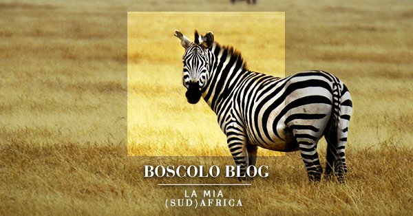 BoscoloOfficial's tweet photo. A rendere unico un viaggio sono le emozioni: innamorati dei ricordi del #Sudafrica su #BoscoloBlog
https://t.co/mLSdT2pGrj https://t.co/iIfOPHQnNT
