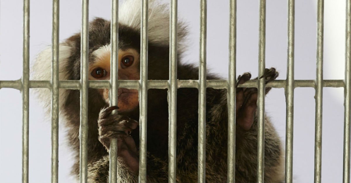 RSPCAcymru's tweet image. Take action for monkeys now. A domestic house is #NotTheirHome. Take action! Tell your @assemblywales AMs now: rspca.org.uk/getinvolved/ca…