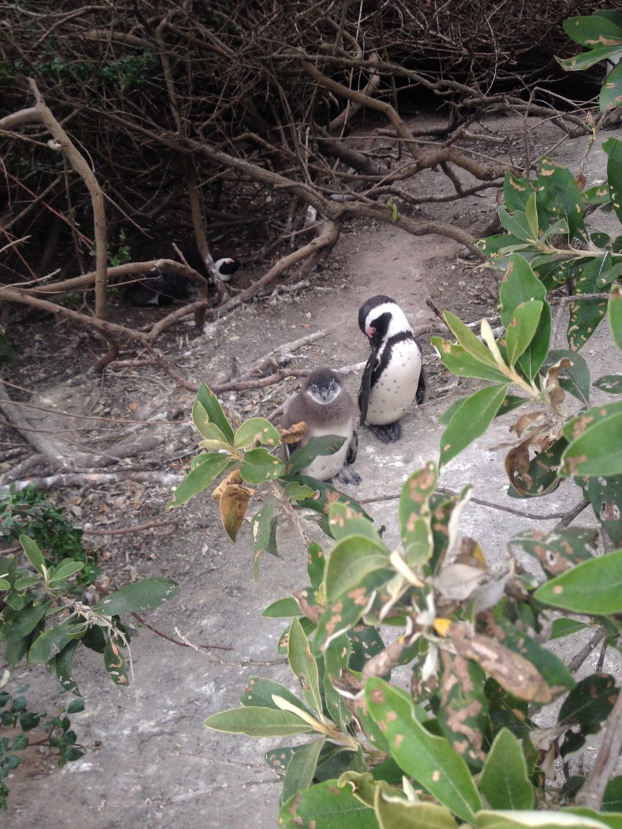 TM_Treks's tweet photo. #Boulders ⛱ #Penguins 🐧 We love stopping in Simon's Town to go observe the African Penguin which call Boulders home 😀 #LoveCapeTown https://t.co/9JXT7x94Tx
