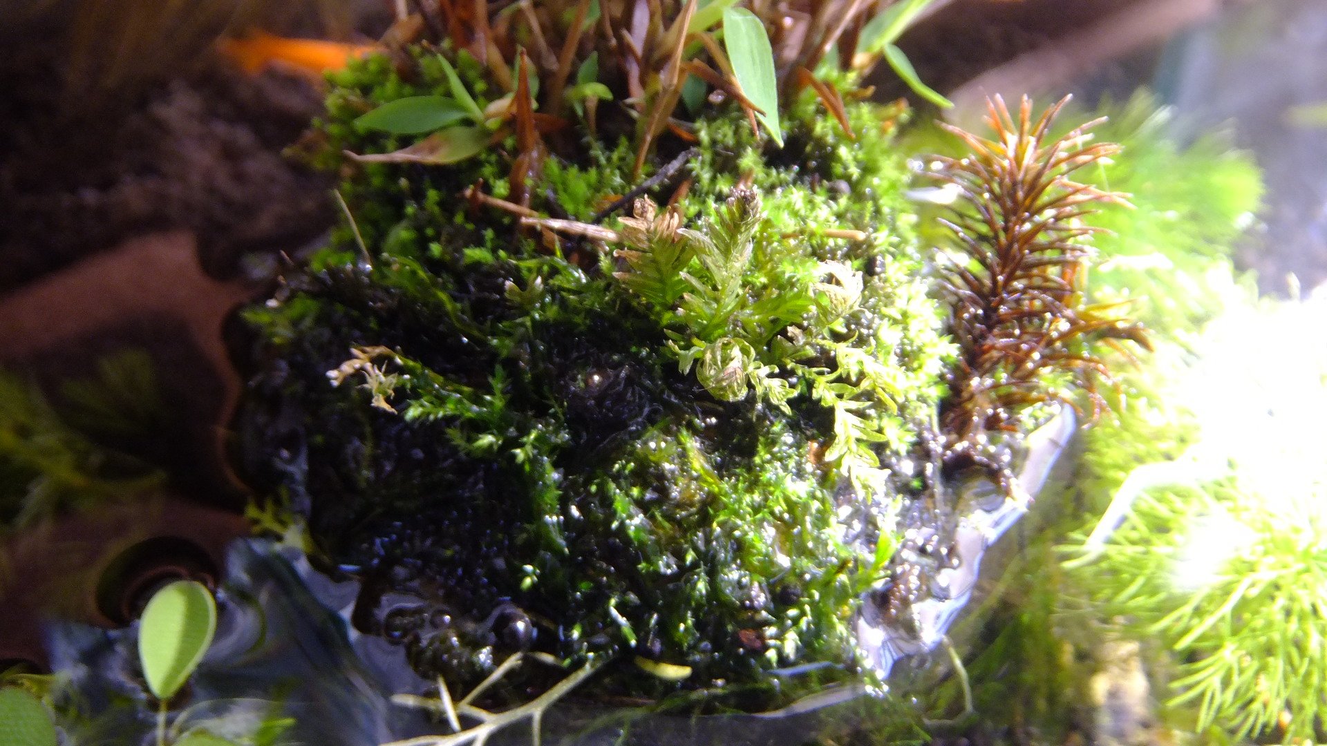 ‼️苔アート‼️メダカ盆栽‼️かず坊様‼️専用‼️送料込み‼️ 苔アート‼️メダカ盆栽‼️かず坊様‼️専用‼️送料込み‼️