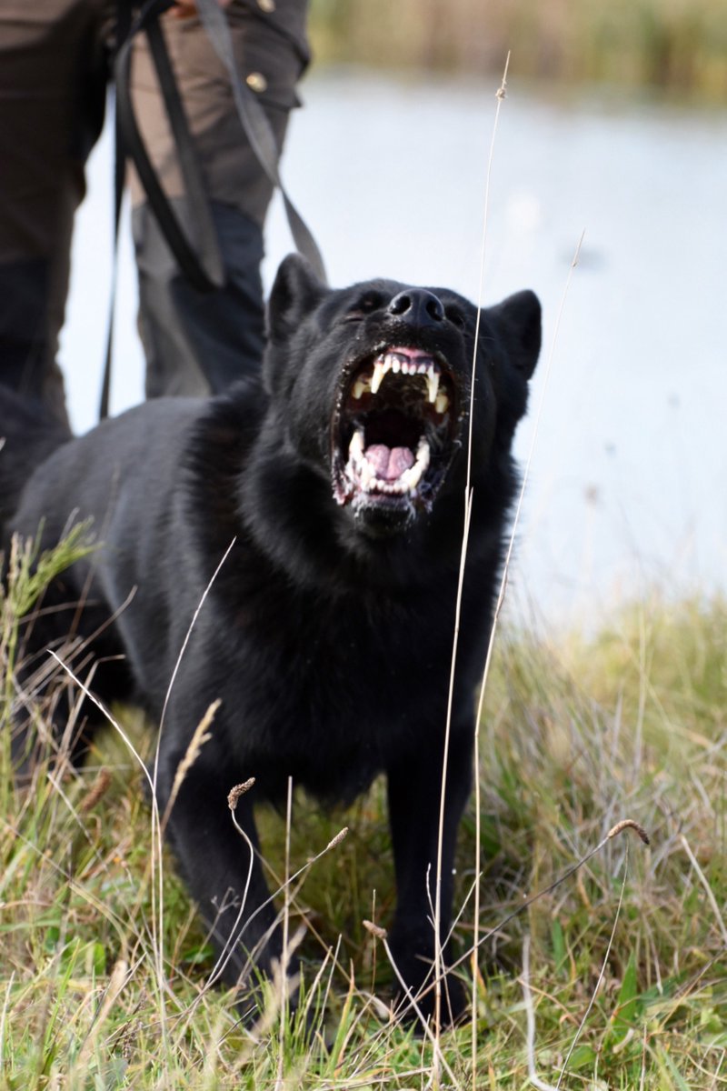 Tony say's don't touch my human