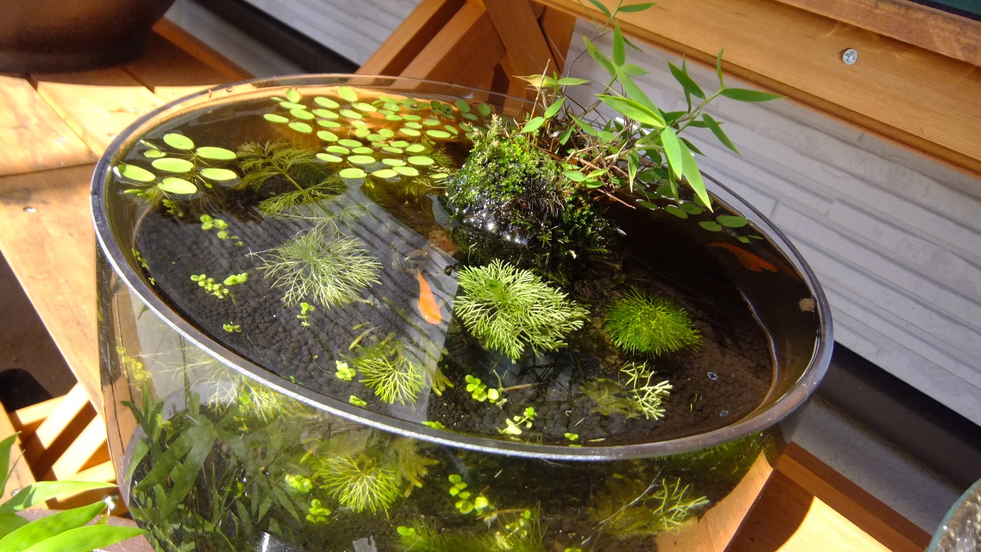 5ｃｍ盆栽 メダカ 苔 Moss 25 9cm 容量3ｌのシリンダー型水槽 3匹入れるだけでドキドキ 水量的に 茅 水中ウィローモス 水上庭の苔 スギゴケ 何か 買った鳳凰ゴケの苔玉を 石の上に乗っけて半分浸る程度にしてます 2か月近くたちますが