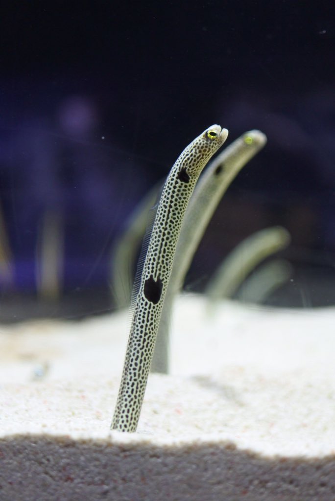 ট ইট র らん クラゲ 水族館の中でも1番好きなもの 種類は数あれど 水中を美しくひらひらと舞う奴 ピョコピョコ忙しなく泳ぐ奴 動かない奴 どれも好き イチオシクラゲは 通称目玉焼きクラゲのコティロリーザ ツベルクラータちゃん 写真の子