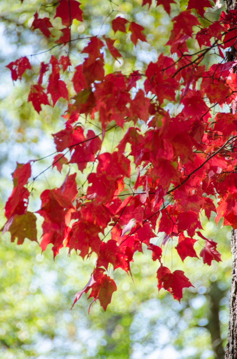 berrycollege's tweet photo. Just when you thought Berry couldn't be anymore scenic, the fall colors come in. (Photo by student photographer Sara Leimbach) #fallatberry https://t.co/BpvYd11ir4