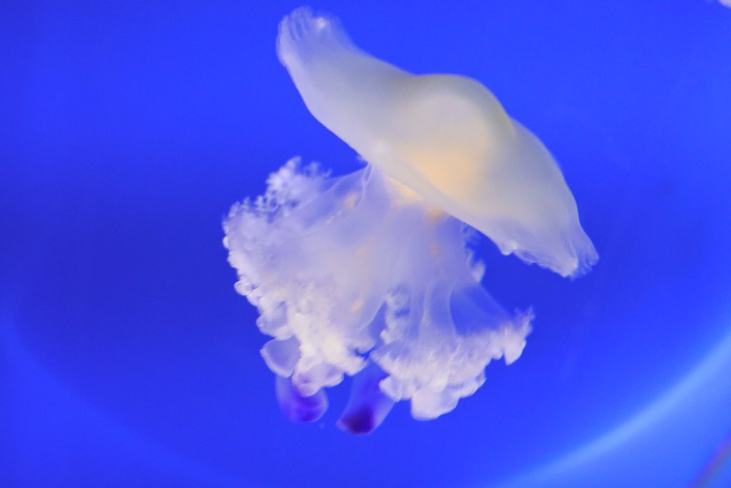 ট ইট র らん クラゲ 水族館の中でも1番好きなもの 種類は数あれど 水中を美しくひらひらと舞う奴 ピョコピョコ忙しなく泳ぐ奴 動かない奴 どれも好き イチオシクラゲは 通称目玉焼きクラゲのコティロリーザ ツベルクラータちゃん 写真の子 ট ইট র らん クラゲ 水族館の中でも1番好きなもの 種類は数あれど 水中を美しくひらひらと舞う奴 ピョコピョコ忙しなく泳ぐ奴 動かない奴 どれも好き イチオシクラゲは 通称目玉焼きクラゲのコティロリーザ ツベルクラータちゃん 写真の子
