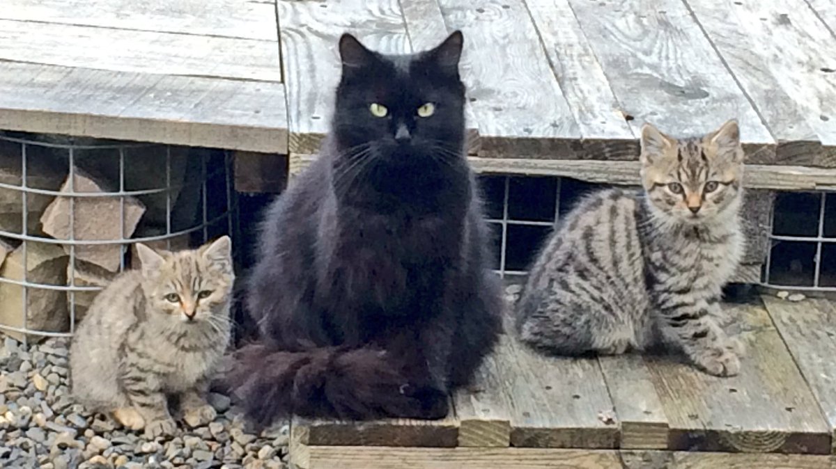 SchoolhouseGal1's tweet photo. Newest members of the @schoolhouse4art team, name suggestions ? #familyportrait #kittens https://t.co/TQMJAVFwPt