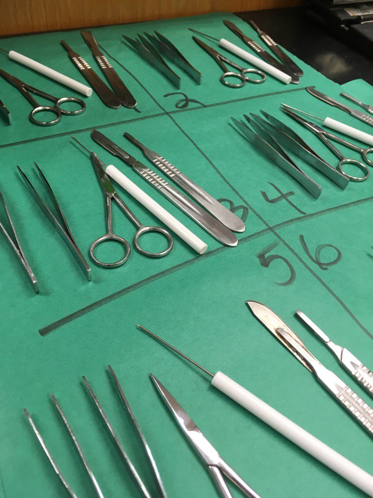 joannejez's tweet photo. #dissectiontime #eyeballs #brains #tripleplay #ccsd #kmhs https://t.co/TTBYa1Jbo0