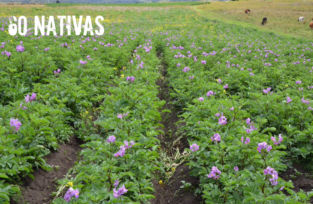 MadamePapita's tweet photo. #MadamePapita se puso las botas 👢y se fue para @GobBoyaca hoy ... Sello de calidad: Nativa https://t.co/kfozINr1Tn vía @elespectador https://t.co/ipnvdTqF9f