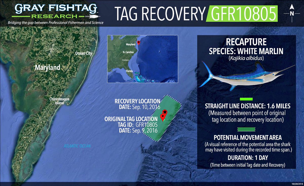 grayfishtag's tweet photo. #TagRecovery - Out of @SunsetMarinaOC a #WhiteMarlin tagged on a Fri and recovered on Sat. #GrayFishTag @CostaSunglasses @AftcoFishing https://t.co/S3ML2WviDN