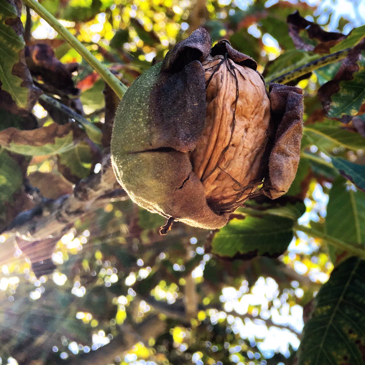 corkysnuts's tweet photo. The Fall sun is shining and a few #walnuts still remain on the trees after #harvest. We 💚 this time of year. #addwalnuts #organic #buylocal https://t.co/rg1oR3GtOq