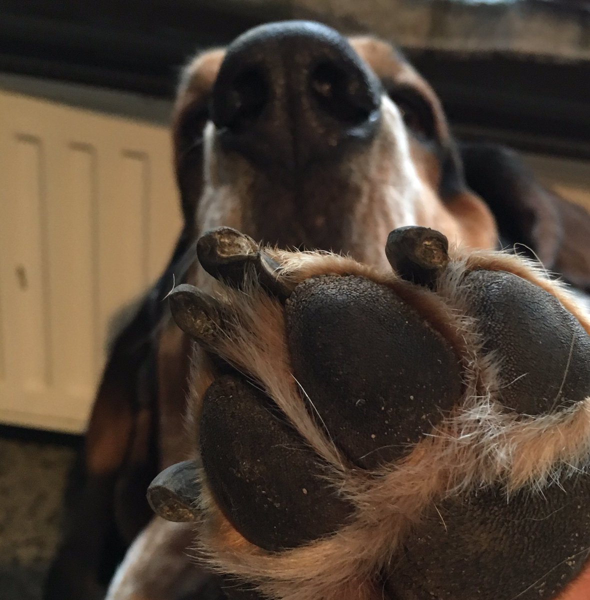 BassetMortimer tweet picture