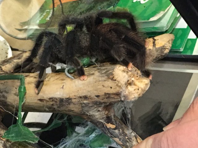 #Battersea are having a visit from Zoo lab on Monday, the children will get to meet some exotic animals! #arachnid
