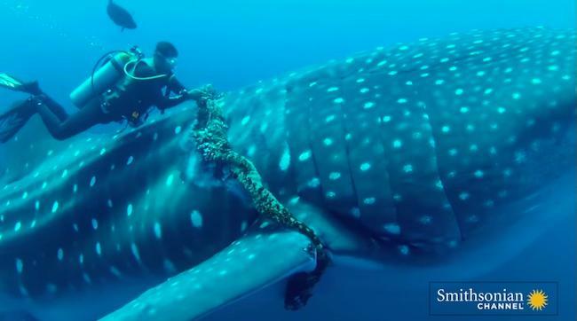 PADI's tweet photo. Take a look back at these incredible rescue videos for five different ocean creatures. https://t.co/2raUdGM88C https://t.co/ziaQf0HF8L