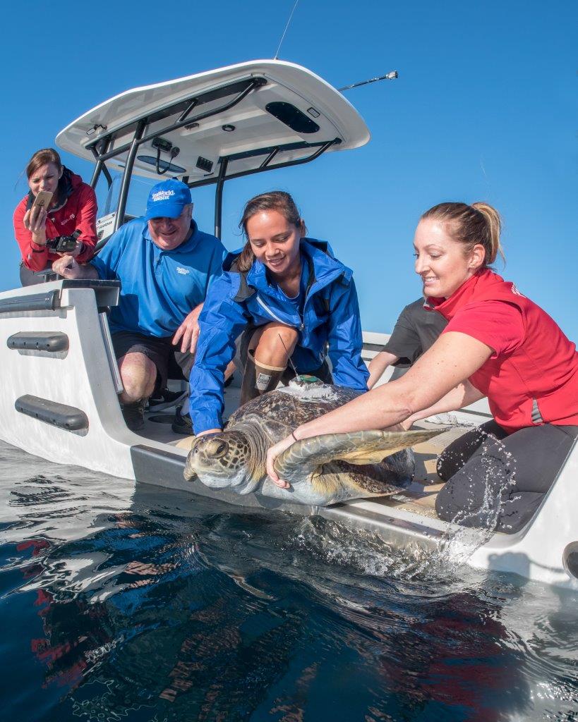 This sea turtle Comber was given a second chance at life yesterday after being rescued 1000s of miles of course in Vancouver!