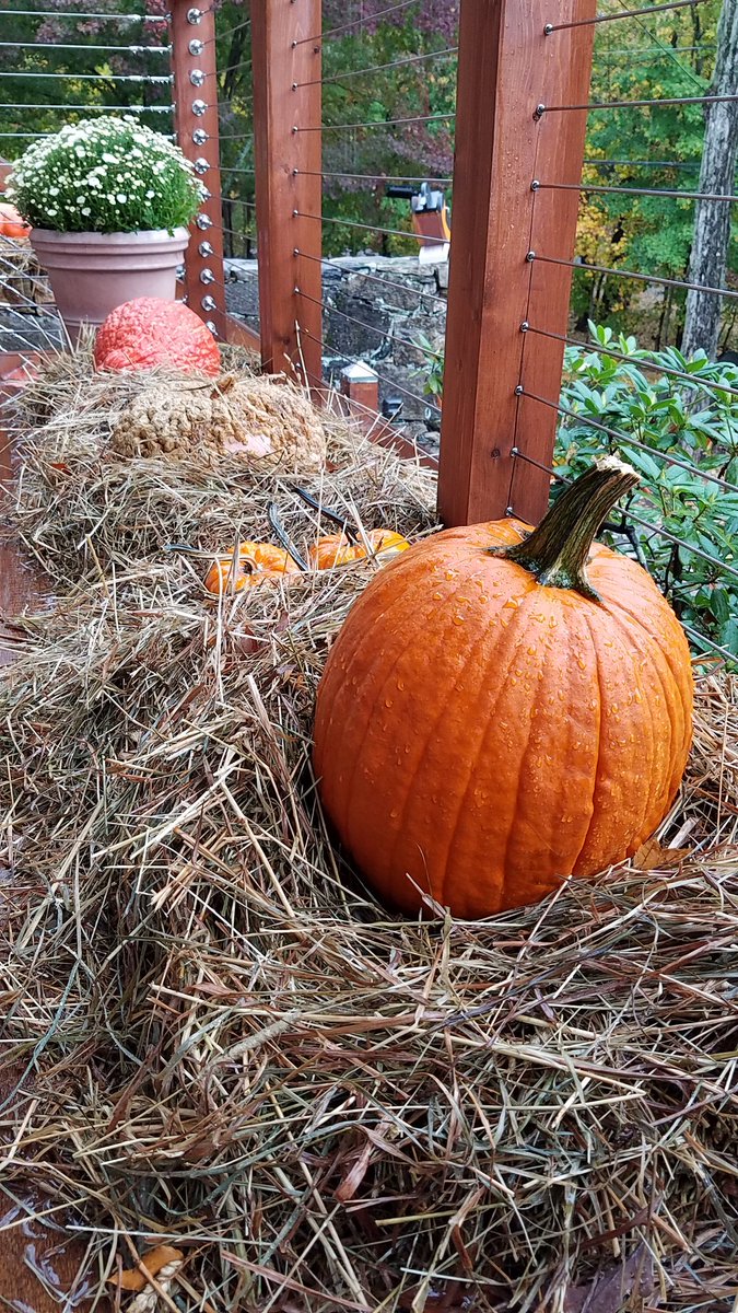 Rebecca_drives's tweet photo. A rainy, happy #pumpkinpatch2016 courtesy of @DLindland 

#Halloween #CosCob #rainyday #Treehouse #pumpkin https://t.co/KjtQkxi36r