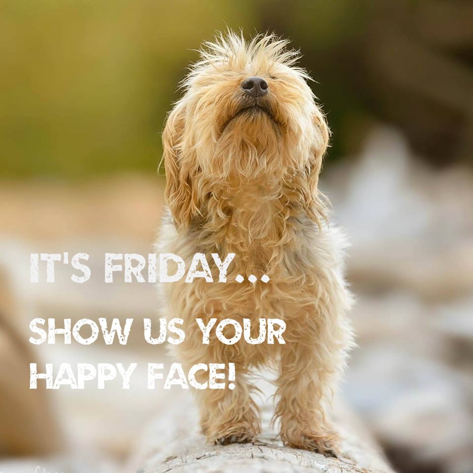 DogsofVictoria's tweet image. We've got that #FridayFeeling. #dogsoftwitter @DogsofVictoria #yyj
