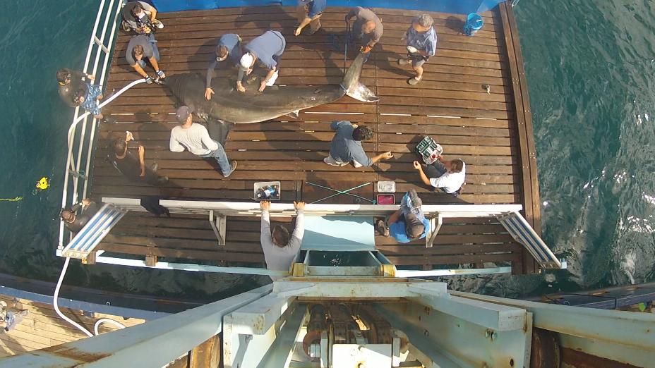 HelenTheShark's tweet photo. #FlashbackFriday My #TagDay with @OCEARCH who also gets samples for research. I was on @NatGeo tv show SharkWrangers. Sometimes I peeked. https://t.co/EUcROvCFwP