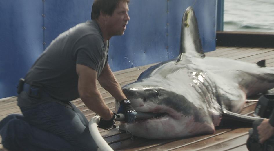 HelenTheShark's tweet photo. #FlashbackFriday My #TagDay with @OCEARCH who also gets samples for research. I was on @NatGeo tv show SharkWrangers. Sometimes I peeked. https://t.co/EUcROvCFwP