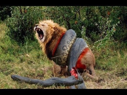 befordisaster's tweet photo. 10 CRAZIEST Animal Fights Caught On Camera https://t.co/CFu32avkaf https://t.co/wZ9sZxBs5O