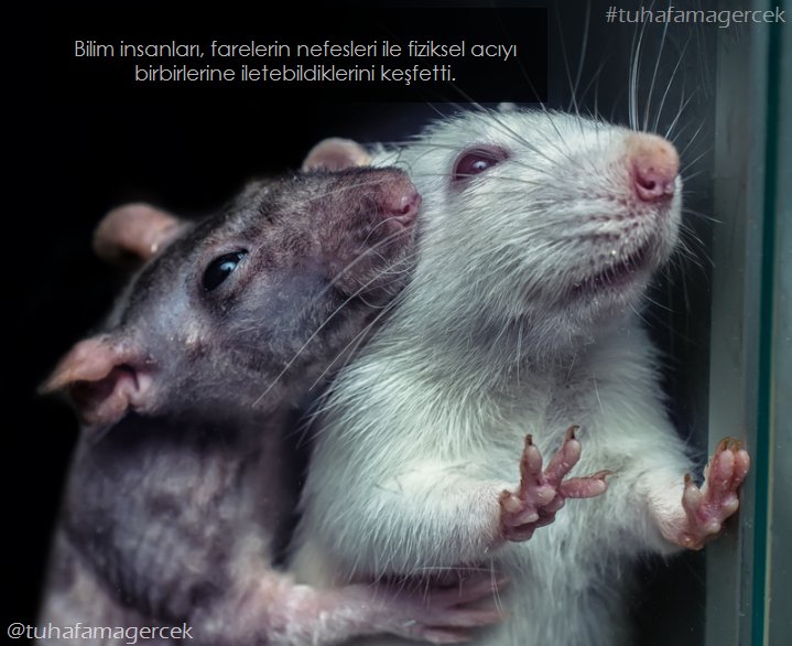 Tuhaf Ama Gerçek tweet media