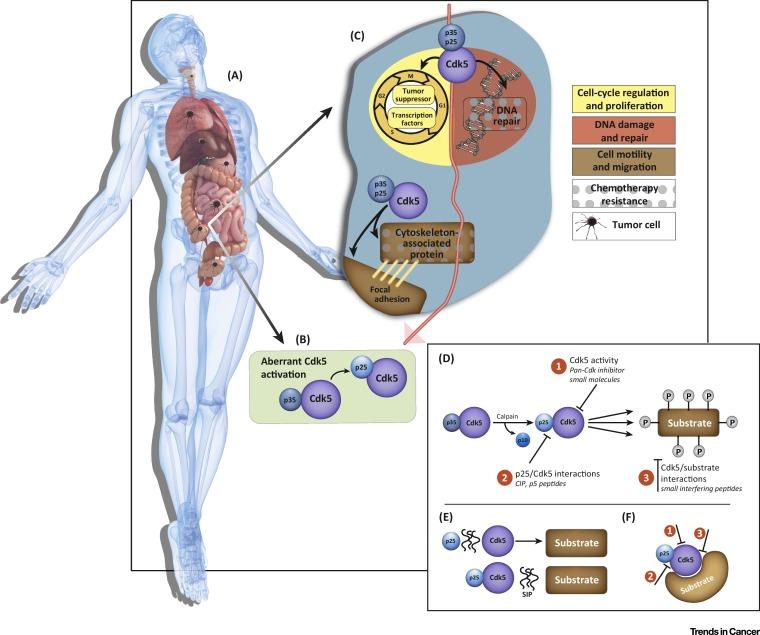 trendscancer's tweet photo. The Emerging Role of #Cdk5 in #Cancer. Pozo &amp; Bibb @uabmedicine https://t.co/cPrairfbdP https://t.co/lHPnpRch2N
