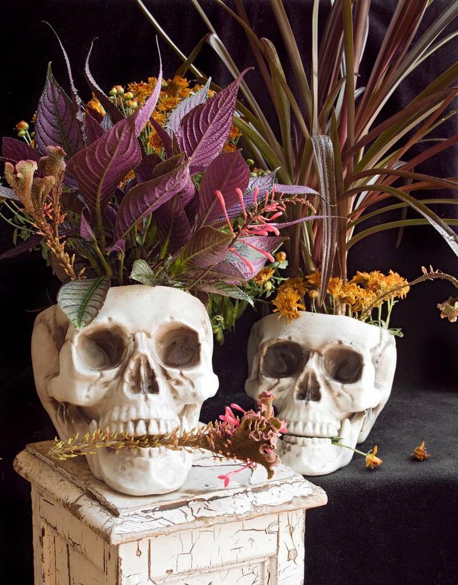 FairchildGarden's tweet photo. When #Halloween meets garden #plants. Check out our garden writer @KennethSetzer 's @MiamiHerald piece: https://t.co/Pm0V4E048f #Bootanical https://t.co/hhvVaVJq3f