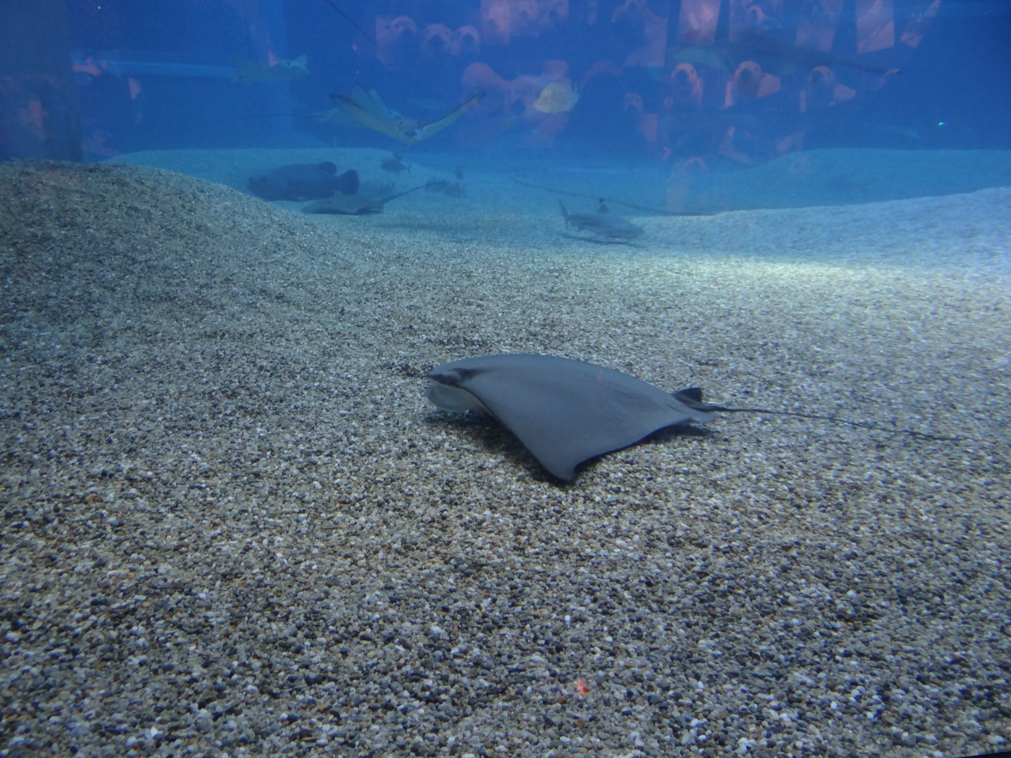 大洋 ウシバナトビエイ 海遊館でズキュンといかれたエイ 砂をもっさもっさやってるのがかわいかったし無駄にしっぽが長くなかったり シンプルな感じがする そこがいいのよ