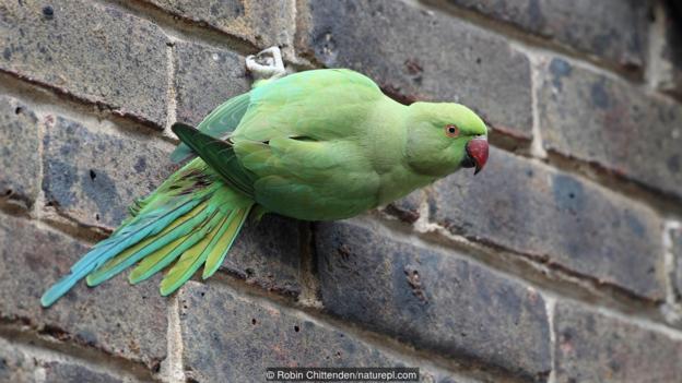 BirdLife_News's tweet photo. Ever wondered why there are wild parakeets in London? https://t.co/EPerDaVqro https://t.co/wbfUrMJ5Qf