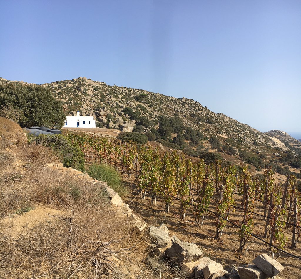 Lenka Sedlackova MW tweet media