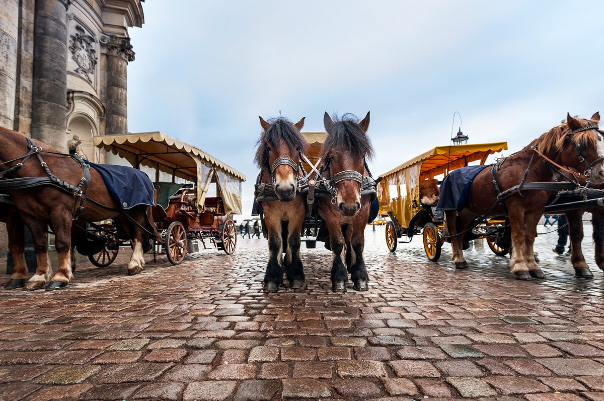 buburuzatweet's tweet photo. Horse cart waiting in Dresden, Germany.  #photography, #horses, #Germany, @500pxrtg, #expat, #Europe, #travel, #animals, https://t.co/isJF16RLQr