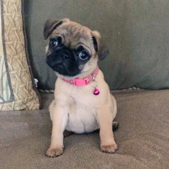 SugarBabyEnt's tweet photo. Future Dream Fetcher! Cuteness overload is beginning @rubiespetshop!!! #pugsrule #dreamfetchers #pawsforeffect https://t.co/PfVR3H4BXp