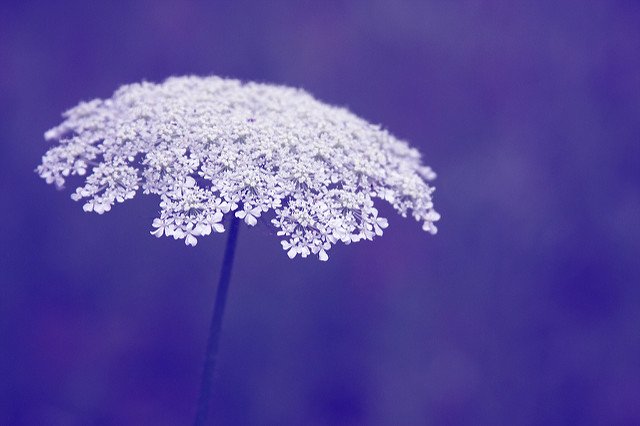 ut_english's tweet photo. One wading a Fall meadow finds on all sides/ The Queen Anne’s Lace lying like lilies -Richard Wilbur https://t.co/9fvgx39ZCe  #fallpoems https://t.co/OTpvCDR3EG