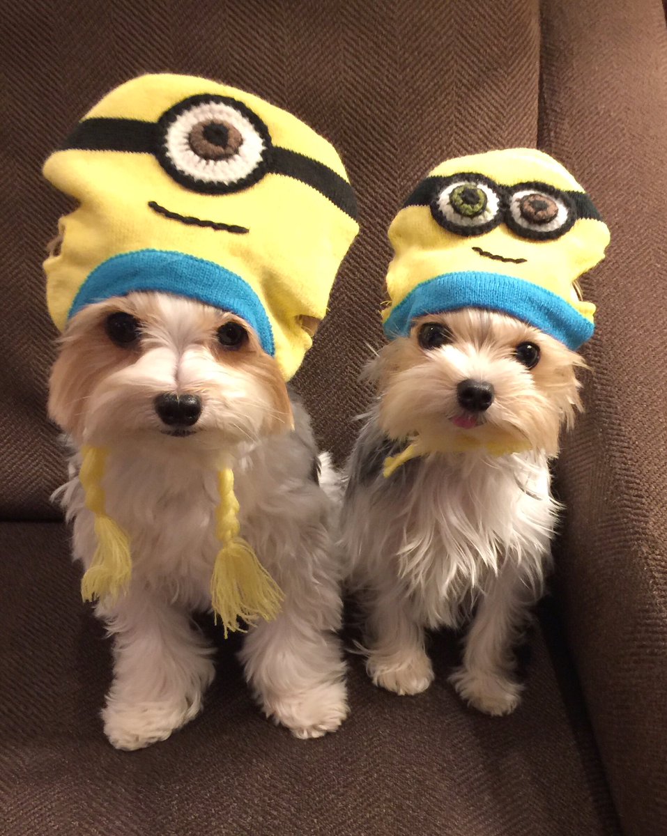 Paws For Effect tweet media