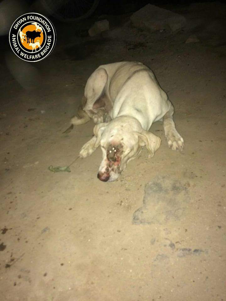 dhyanfoundation's tweet photo. Calfs met with accident rescued and taken for treatment #Delhi #CowsRescue,  #Dhyanfoundation https://t.co/8YbUreJKfo