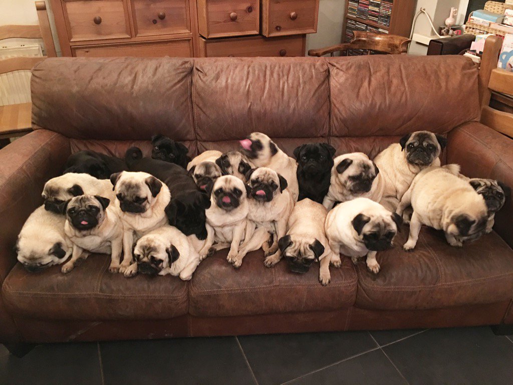 Bubblebecca Pugs On Twitter Sofa Pugs Pug Dog Rescue
