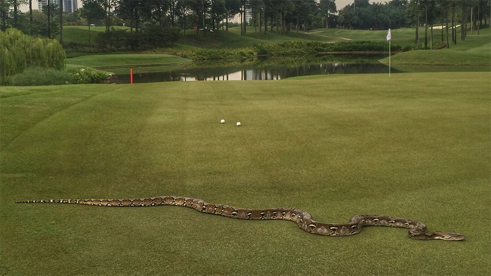 Giant snake spotted (and caught) at the #CIMBClassic - bit.ly/2eYRgdy https://t.co/2bLA0Pb9Fd