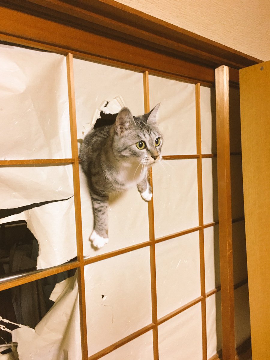 ココニャ 猫写真集 発売中 速報 サバ身氏 障子の最高峰に到達