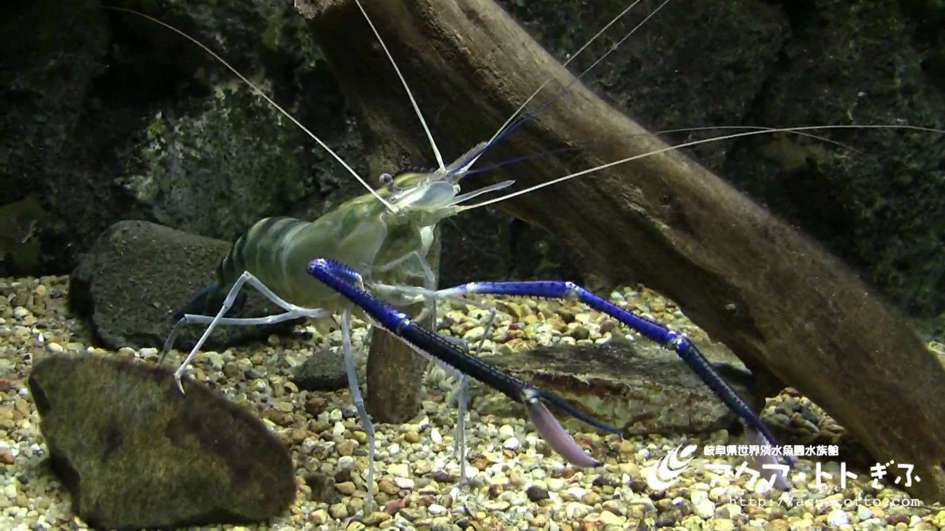 しゃりーと 29 テナガエビ ヒシガニを挙げるなら序にこいつも ザリガニを思わせるような長い鋏を持つ姿だが こいつの鋏は ザリガニやカニとは違い2対目の歩脚が変化したもの 良く見たら足の数が3対と少ないのはそれが理由 この長い腕は外敵を迎撃したり しゃりーと 29 テナガエビ ヒシガニを挙げるなら序にこいつも ザリガニを思わせるような長い鋏を持つ姿だが こいつの鋏は ザリガニやカニとは違い2対目の歩脚が変化したもの 良く見たら足の数が3対と少ないのはそれが理由 この長い腕は外敵を迎撃したり