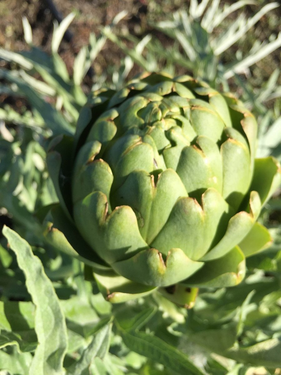 feedhunger1's tweet image. #Organic #artichoke from Sonoma Swamp Blues! Visit her #farmersmarket booths: bit.ly/2efs1EY.#local #FoodieFriday #veggie #fresh #produce