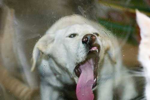 brianhasse's tweet photo. Windex and Wet Doggy Noses https://t.co/FlSfZWOmpI https://t.co/ov8NH57O85