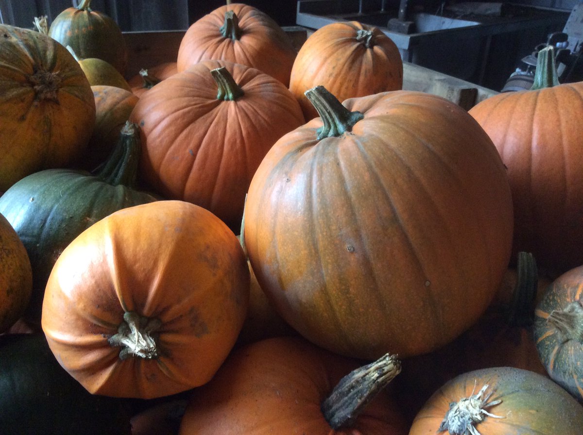 MillLaneFarm's tweet photo. Pumpkins in the shop 🎃 https://t.co/xygJ06veNI