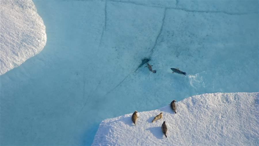 pewtrusts's tweet photo. Temperatures are warming 2x faster in the U.S. #Arctic than anywhere on the planet. Let’s protect it: https://t.co/ozP846XSaQ #ResilientSea https://t.co/pTecNcf8UU