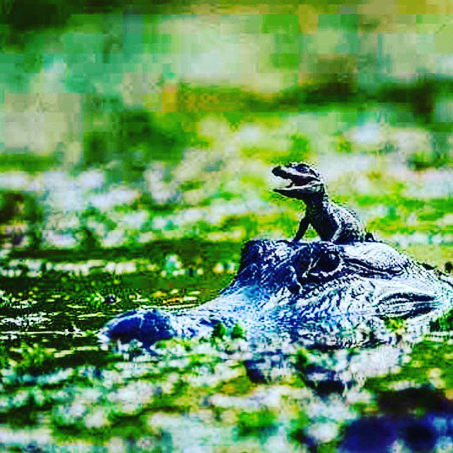 VisitFLParks's tweet photo. #DidYouKnow : #Florida designated the American Alligator as the official state reptile https://t.co/7tbTgVEoND #reptile  #IloveFL #FLProud https://t.co/ceOdXBylct