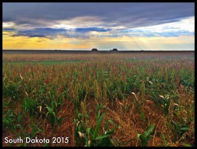 OutdoorUpdates's tweet photo. R&amp;R: From Family Homestead to World-Class Pheasant Hunting https://t.co/uFzzbRGqSg https://t.co/ku4sc7gTqQ
