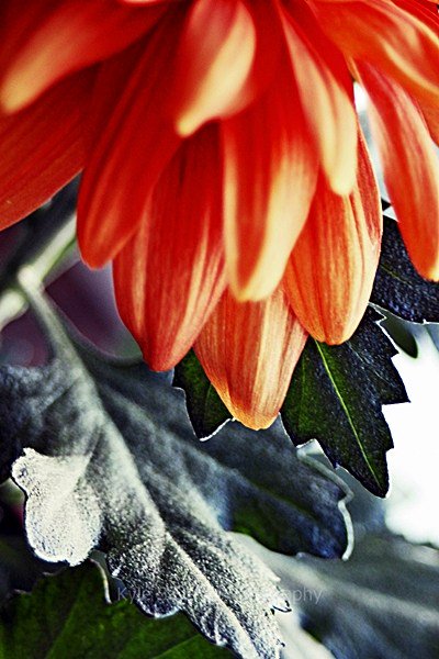 kylemsphoto's tweet photo. New Image!: "Petals" #KyleSayersPhotography #MacroPhotography #FlowerPhotography https://t.co/7mcZpYKsqG https://t.co/1OhdmsxeTM