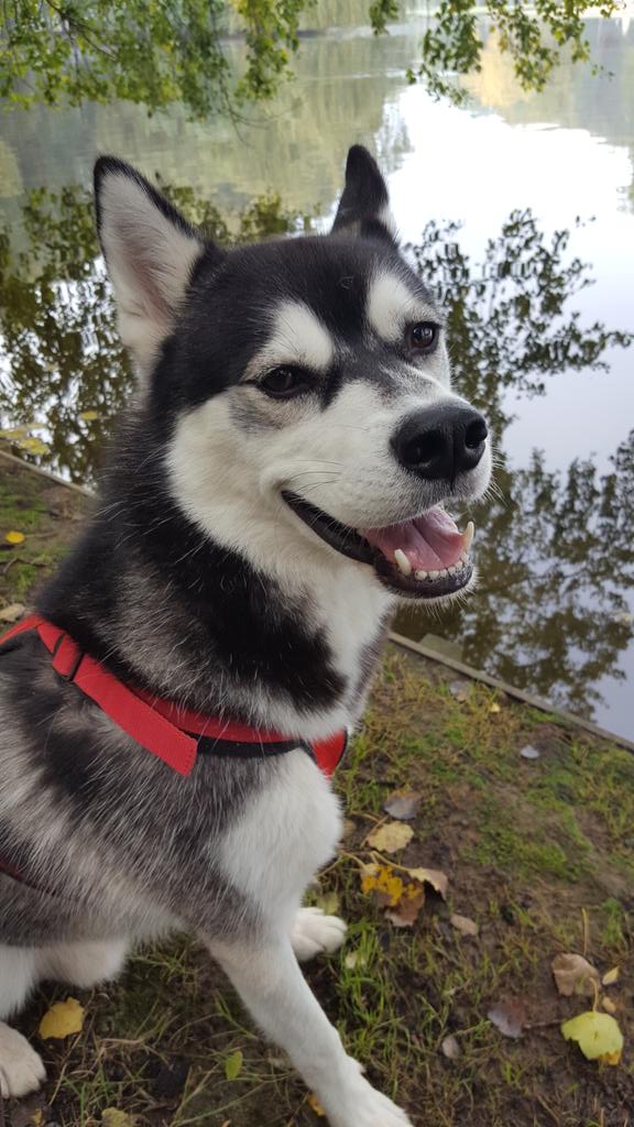 Life_of_Tygo's tweet photo. 🐺💙 https://t.co/KKojTxFdX4