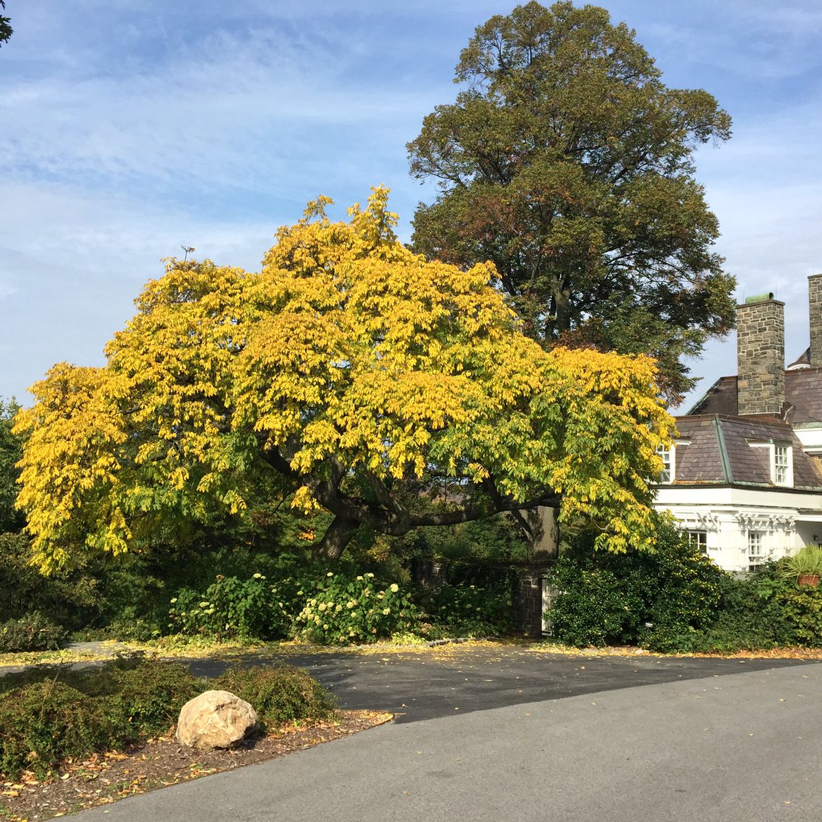 WaveHill's tweet photo. The Amur cork tree (Phellodendron amurense) alongside #WaveHillHouse turns a stunning fluorescent yellow in the fall. https://t.co/cqnzDubnO2