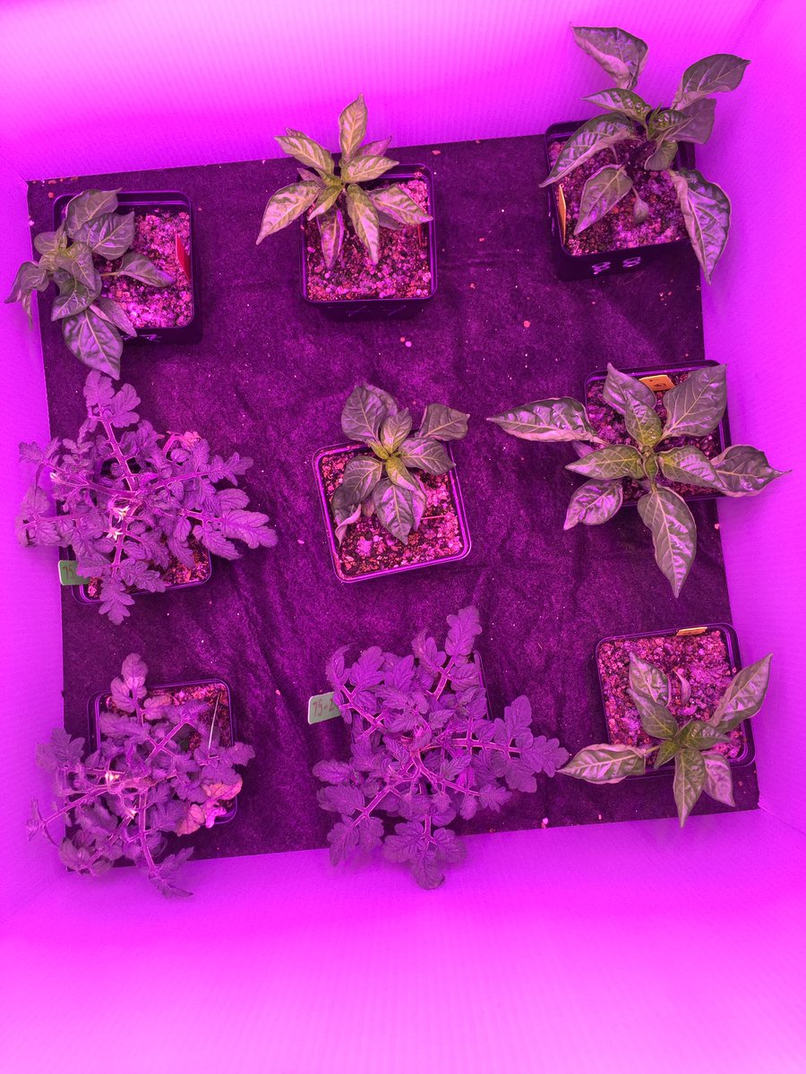 RansomScience's tweet photo. veRdE club is keeping the plants in great condition! The tallest plant is 12 cm high! @FairchdChallnge #GrowingBeyondEarth https://t.co/X5D1tljukb